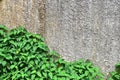 Green wall. Royalty Free Stock Photo