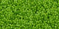 Green wall seamless pattern with moss texture Royalty Free Stock Photo