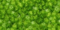 Green wall seamless pattern with raindeer moss texture. Royalty Free Stock Photo