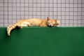 Green wall and sleeping cat Royalty Free Stock Photo