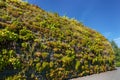 An artificially created green wall on a sloped surface, densely covered with various low-growing plants and groundcover species Royalty Free Stock Photo