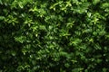 Green Wall Texture, Vertical Garden Background, Eco Bio Room Interior, Live Plans Pattern, Herbs, Creepers Royalty Free Stock Photo