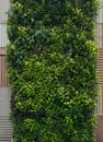 Green wall, vertical garden. Background with lush foliage.