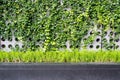 Green wall with vertical gardening Royalty Free Stock Photo