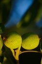 Green Wallnuts In Summer