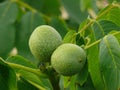 Green walnut Royalty Free Stock Photo