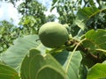 Green walnut Royalty Free Stock Photo