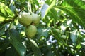 Green walnut branch