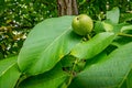 Green walnut close up Royalty Free Stock Photo