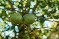 Green walnut fruit in a husk skin on tree branch in orchard