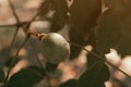Green walnut fruit in a husk skin on tree branch in orchard