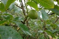 Green Walnut Growing on Tree Branch Royalty Free Stock Photo