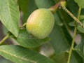 Green walnut growing on a tree close up Royalty Free Stock Photo