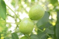 Green walnut grows on a tree branch . fruit growing in the garden on trees.