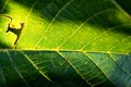 Green walnut leaf with black spots close up macro