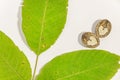 Green walnut leaf and cracked walnut on white Royalty Free Stock Photo