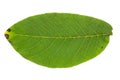 Green walnut leaf isolated on white background Royalty Free Stock Photo