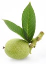 Green walnut with leaves.