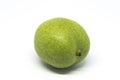 Green walnut Royalty Free Stock Photo