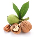 Green walnut; peeled walnut and its kernels. Royalty Free Stock Photo