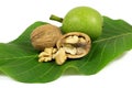 Green walnut and ripe cracked walnut on green leaf isolated on white Royalty Free Stock Photo