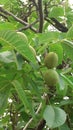 Green Walnut tree Royalty Free Stock Photo