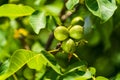 Green walnut on a tree branch. Background of green leaves and walnuts. Sunny spring day Royalty Free Stock Photo