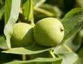 Green walnut