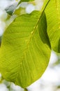 Green walnut tree leaves backlit Royalty Free Stock Photo