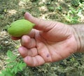 Green walnut - unripe -held by man hand Royalty Free Stock Photo