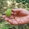 Green walnut - unripe -held by man hand Royalty Free Stock Photo