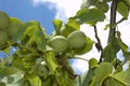 Green walnuts