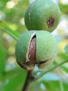 Green walnuts
