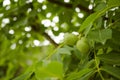 Green Walnuts