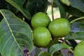 Green walnuts on the branch of the walnut tree in the shell. Sunny spring day