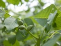 Green walnuts in the garden, selective focus. Unripe fruit of walnut tree. Juglans regia Royalty Free Stock Photo