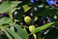 Green walnuts growing on branch with leaves close up detail