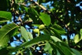 Green walnuts growing on brunch with leaves, blue sky