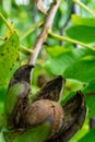 Green walnuts growing on a tree.