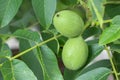 Green walnuts growing on a tree. close-up Royalty Free Stock Photo