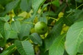 Green walnuts growing on a tree, close up Royalty Free Stock Photo