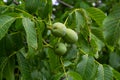 Green walnuts growing on a tree, close up Royalty Free Stock Photo
