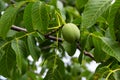 Green walnuts growing on a tree, close up Royalty Free Stock Photo