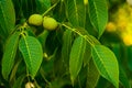 Green walnuts growing on a tree, close up, waiting to be harvested, Young walnuts on the tree at sunset. Tree of walnuts. Green Royalty Free Stock Photo