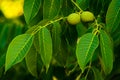 Green walnuts growing on a tree, close up, waiting to be harvested, Young walnuts on the tree at sunset. Tree of walnuts. Green Royalty Free Stock Photo