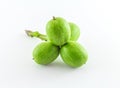 Green Walnuts Isolated on White Background Royalty Free Stock Photo