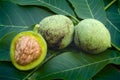 Green walnuts (Juglans regia)