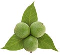 Green walnuts on leafs Royalty Free Stock Photo