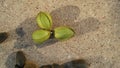 Green walnuts nuts and concrete