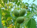 green walnuts from the side on a branch of a walnut tree. Copy space above and below the green walnuts Royalty Free Stock Photo